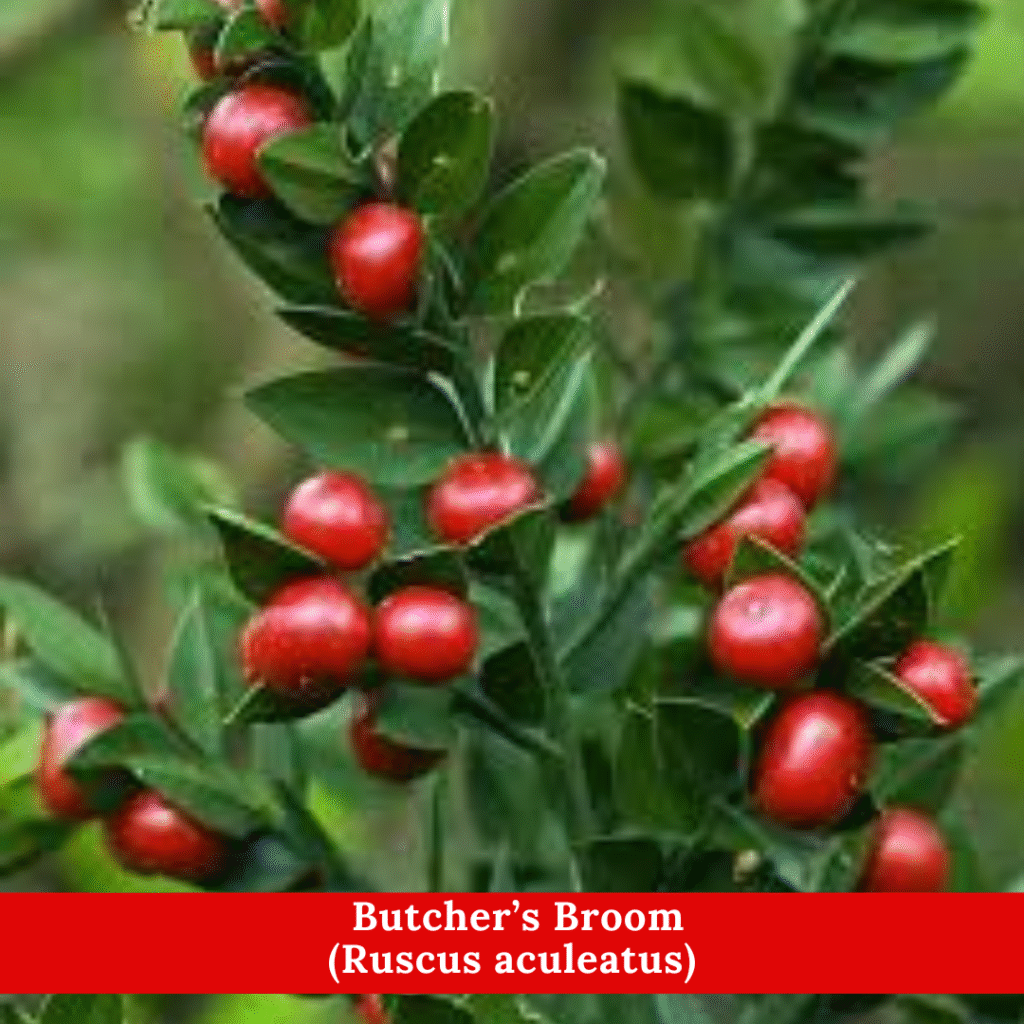  Butcher’s Broom (Ruscus aculeatus)
