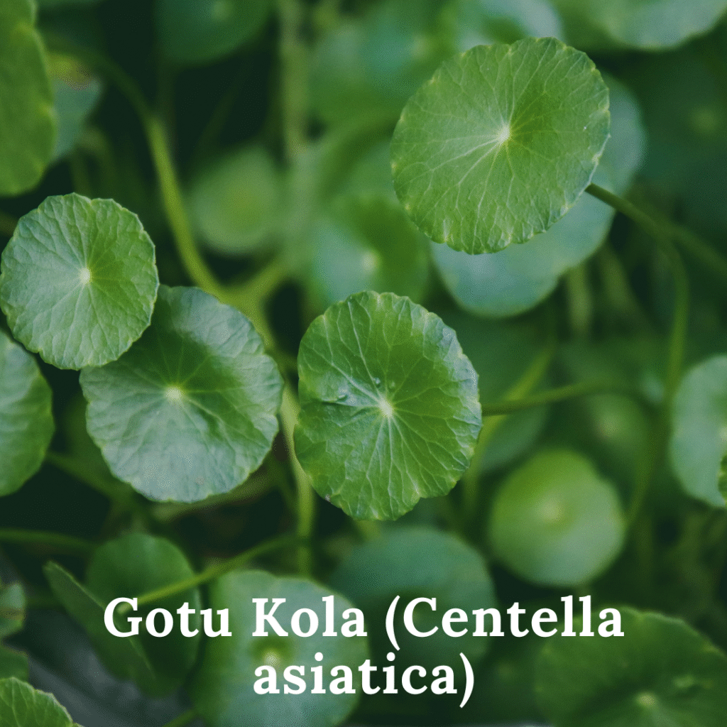 gotu kola