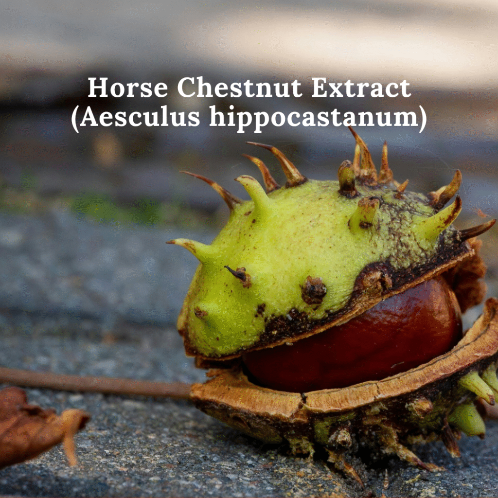 Horse Chestnut Extract (Aesculus hippocastanum)